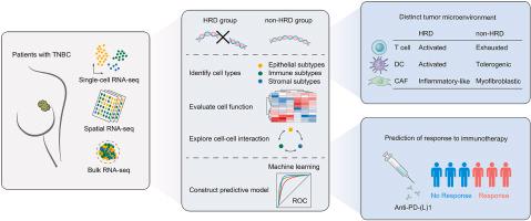 Single-cell, spatial, and bulk RNA-sequencing were collected to explore the role of HRD in the development of TME at multiple scales. (Kang et al., 2023)