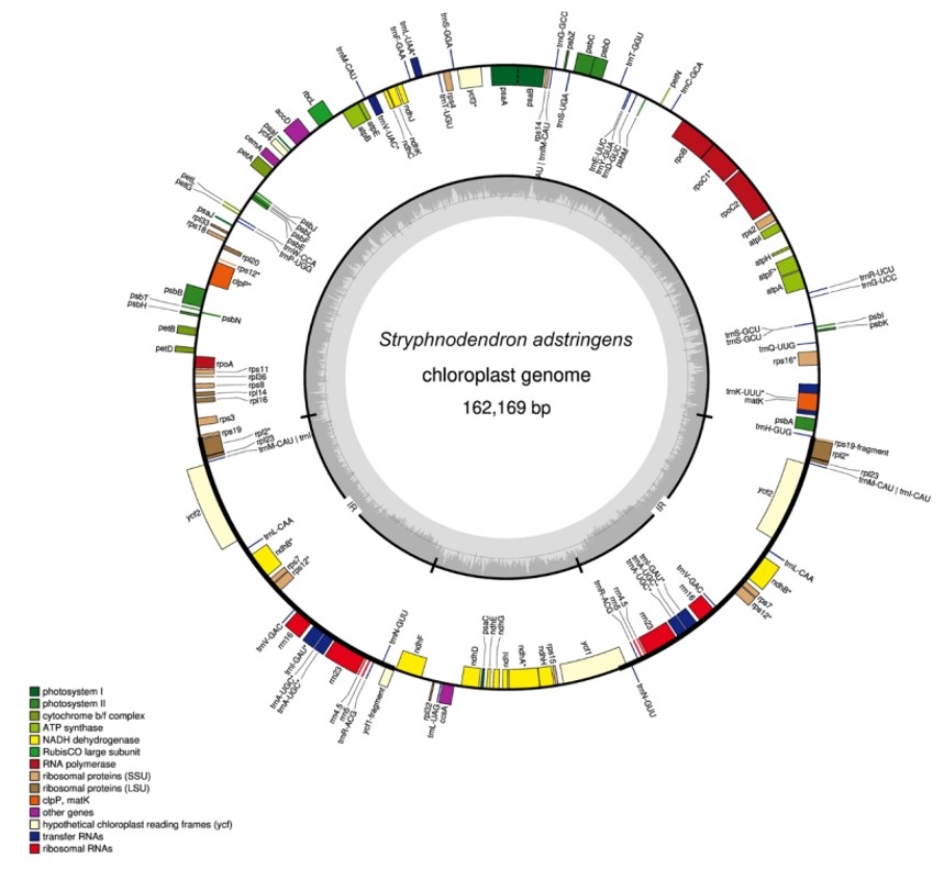 Gene map of the classical plant chloroplast genome.