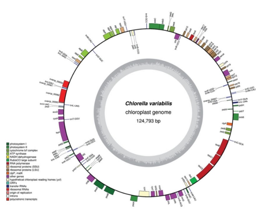 Gene map of the algae chloroplast genome.