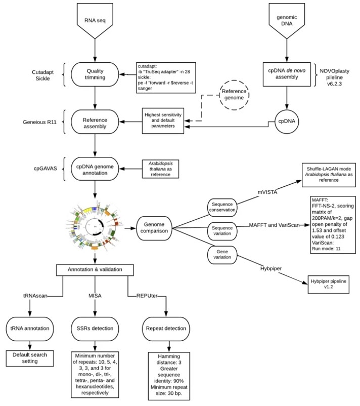 Bioinformatics analyses to assembly cp genomes.