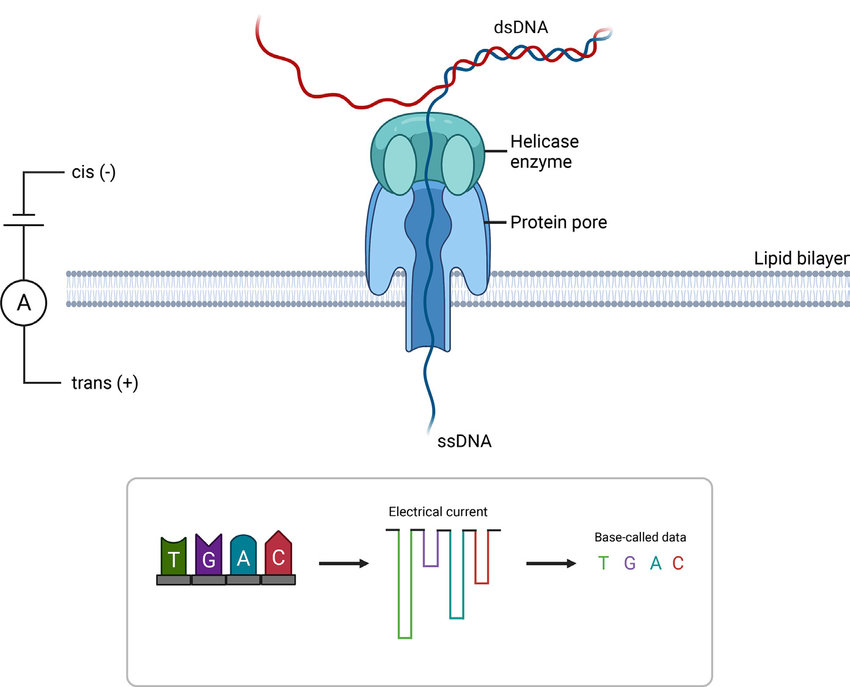 A schematic diagram of the mechanism of Oxford Nanopore Technologies (ONT) sequencing(Figure created using BioRender.com)