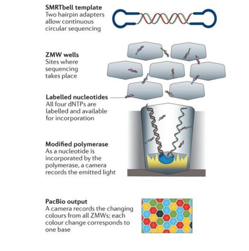 Principle of Single-molecule real-time (SMRT) sequencing from PacBio (Goodwin, McPherson and McCombie, 2016)