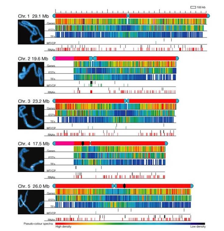 Representation of the Arabidopsis chromosomes. (Iniative et al., 2000)