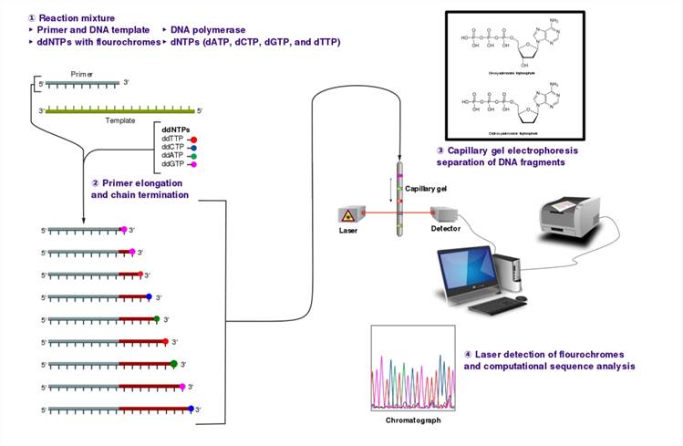 The Sanger (chain-termination) method for DNA sequencing