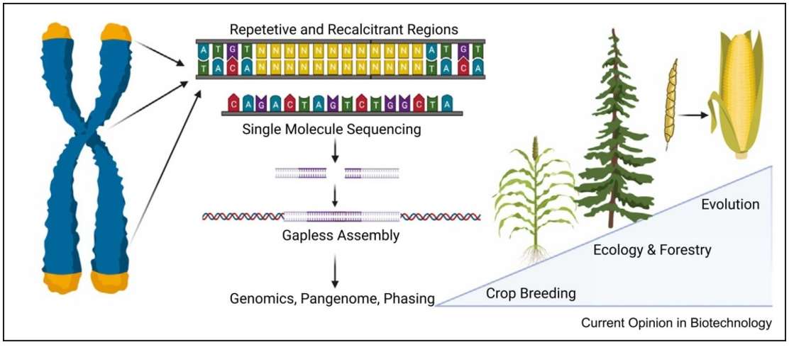Era of gapless plant genomes.