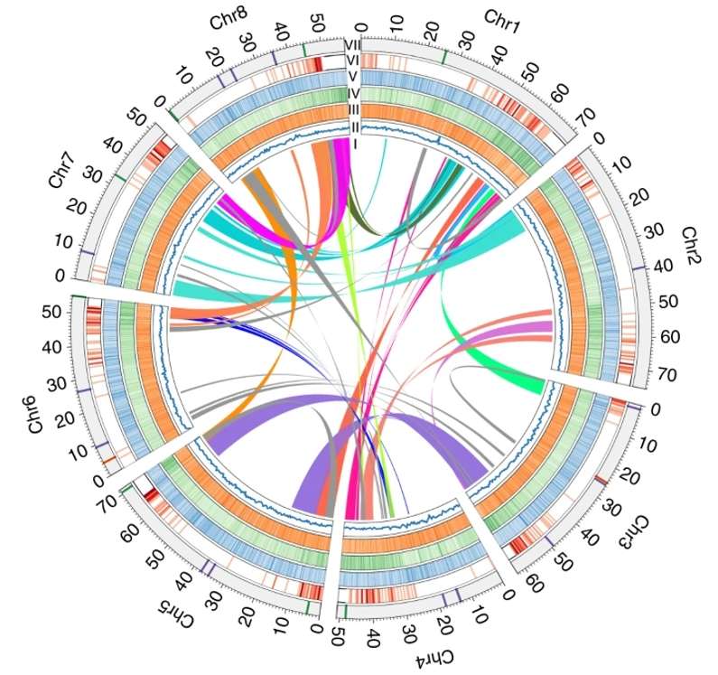 A classic genome structure in plant.