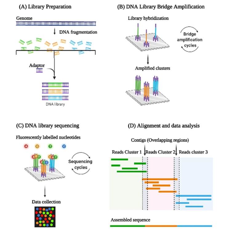 Represents the steps involved in Next Generation Sequencing