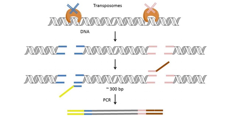 DNA library preparation using a transposase-based method (Nextera) developed by Illumina.