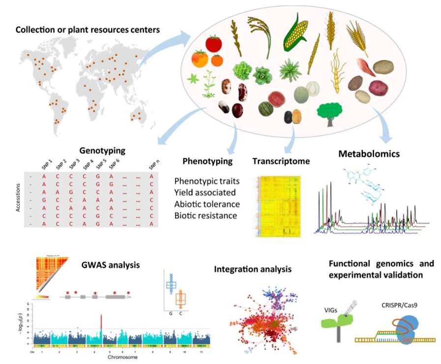 A schematic view of GWAS in plants.