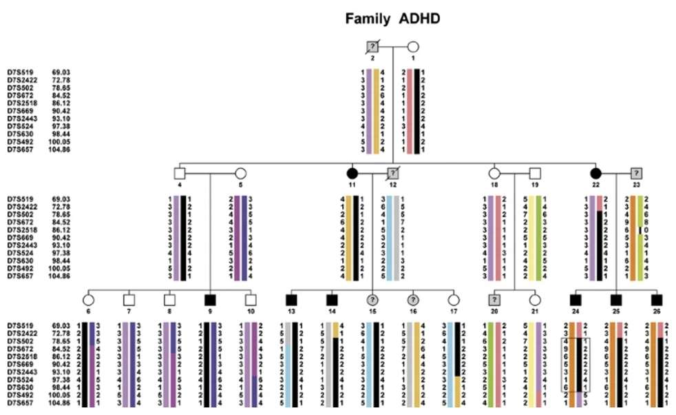 Family tree showing microsatellite haplotypes.