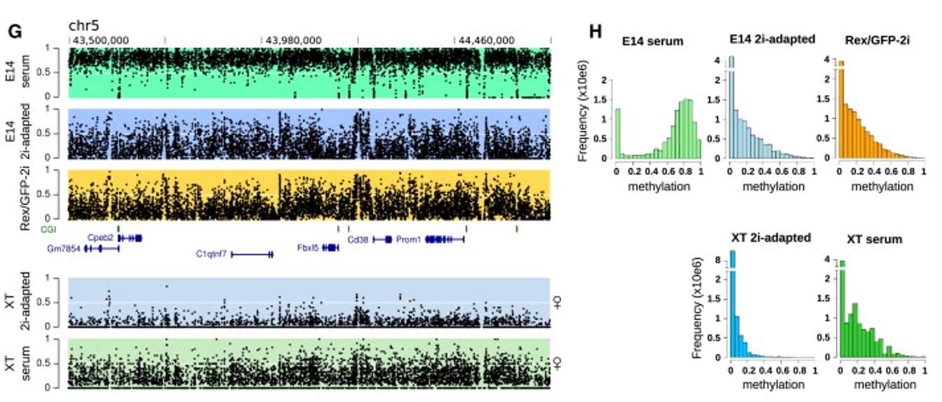 Comparison of methylation modification of mouse embryonic stem cells in different states.