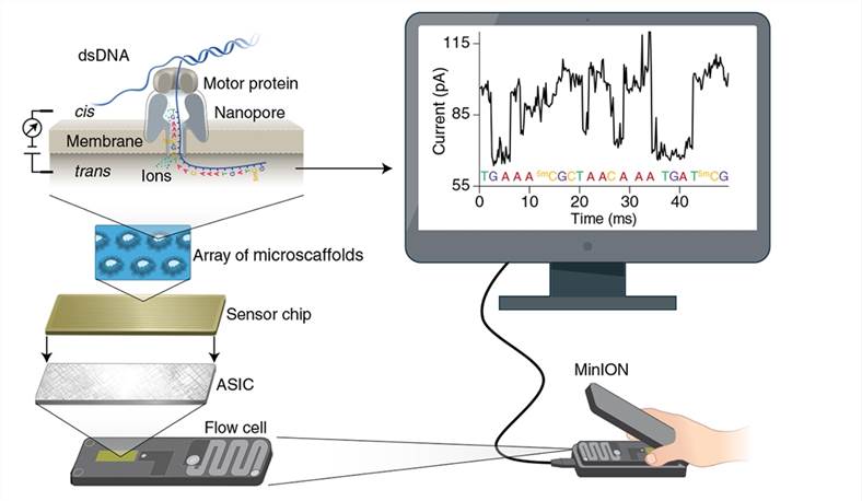 Principle of nanopore sequencing