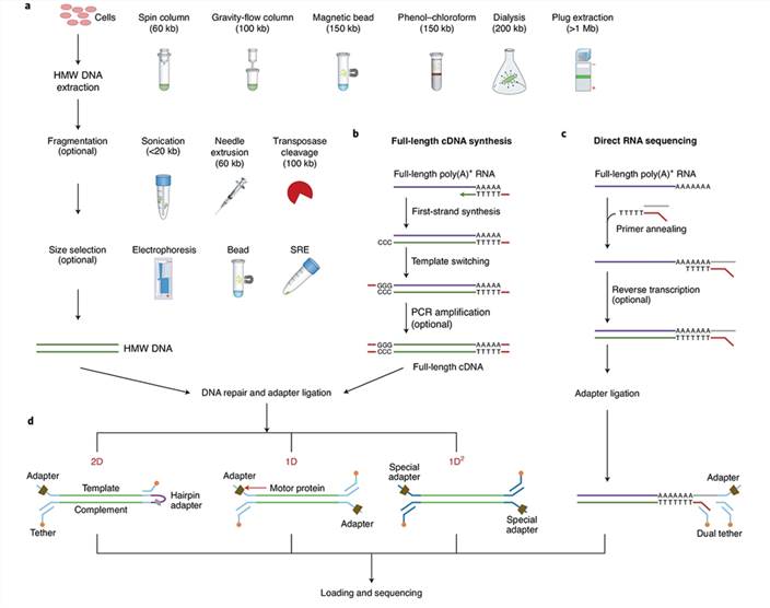 Library preparation workflow for Oxford Nanopore Technologies (ONT)