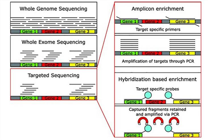 Methods of DNA-seq. (Bewicke-Copley et al., 2019)