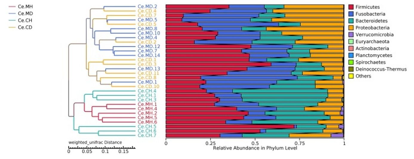 Unweighted pair-group method with UPGMA phylogenetic tree.