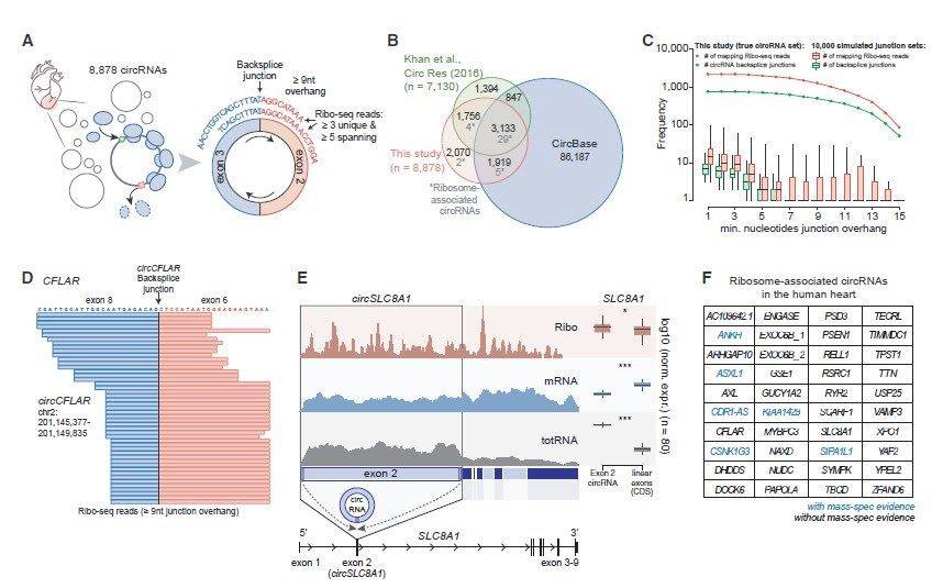 Ribo profiling analysis of translatable circRNA molecules