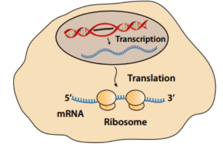 Ribosome-protected mRNA