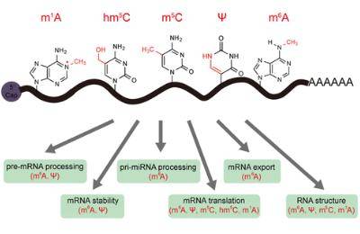 Jinghui Song et al,. ACS Chem. Biol. 2017