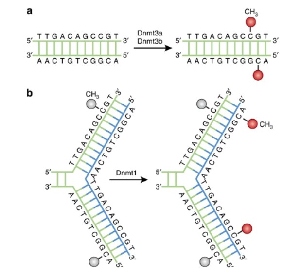 DNA methylation pathways