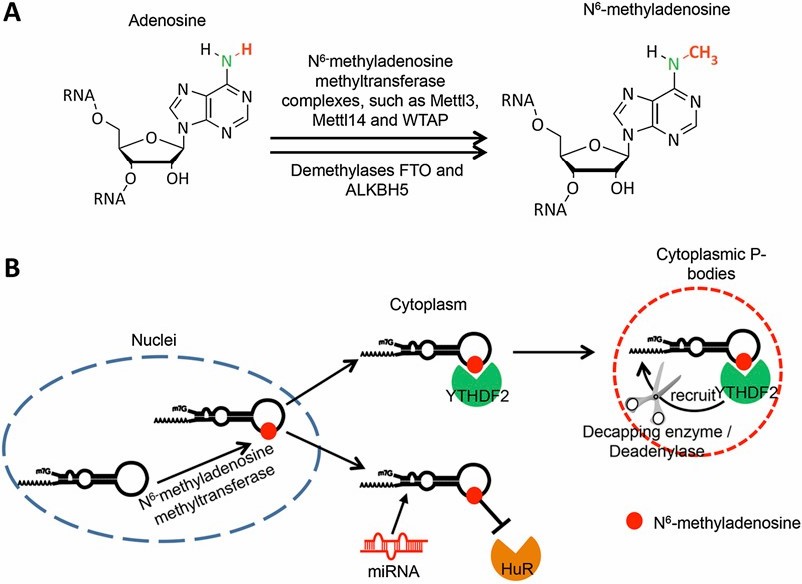 RNA Methylation vs DNA Methylation