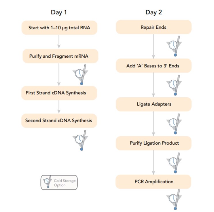 Illumina RNA-Seq Sample Preparation Workflow (from Illumina)