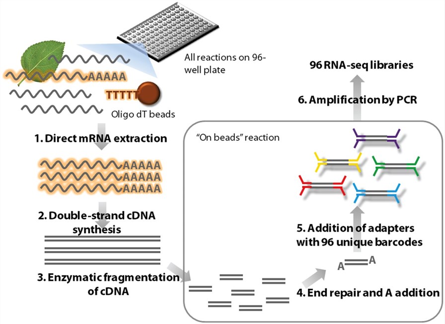 Outline of the high-throughput RNA-seq (HTR) library preparation.