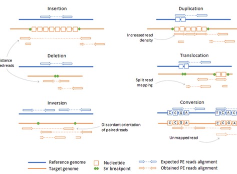 Figure 3 alt. Diagram illustrating various types of DNA variants including SNPs, insertions, deletions, and structural variations with their relative frequencies and genomic impacts. ( Stepanka Zverinova, 2021)