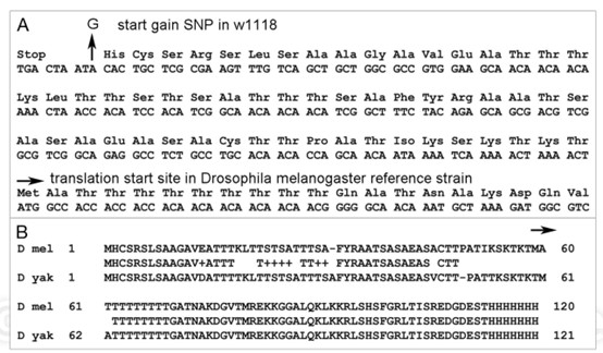 Figure 4 alt. Genomic visualization showing the Eip63E gene region with identified start-gained SNP mutation in the w1118; iso-2; iso-3 Drosophila strain. ( Pablo Cingolani, 2012)