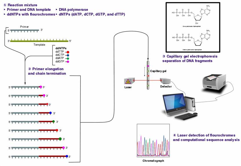 Figure 1. Illustration depicting the Sanger sequencing technique (chain-termination sequencing), utilized for DNA sequencing.