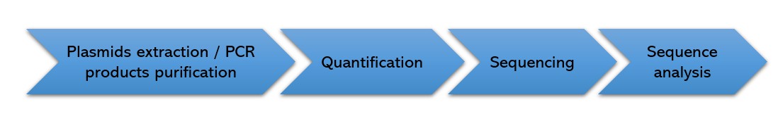 Workflow Diagram of Sanger Sequencing.