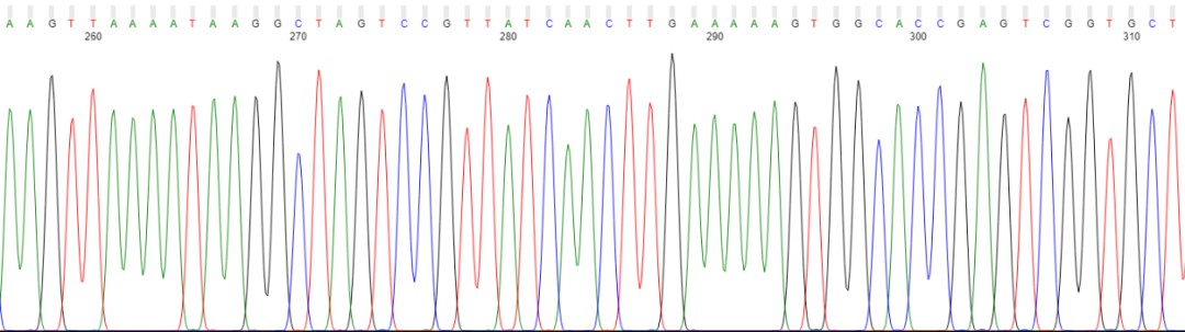 The Sanger Sequencing Results Display Figure.
