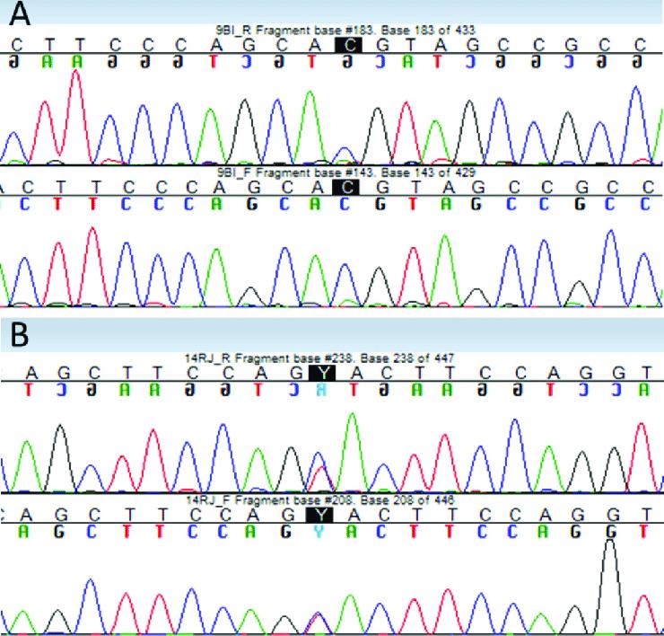 Results of validation of NGS variants by Sanger sequencing.