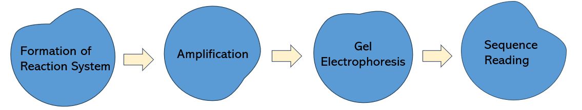 Figure 2. Basic Workflow of Sanger Sequencing.