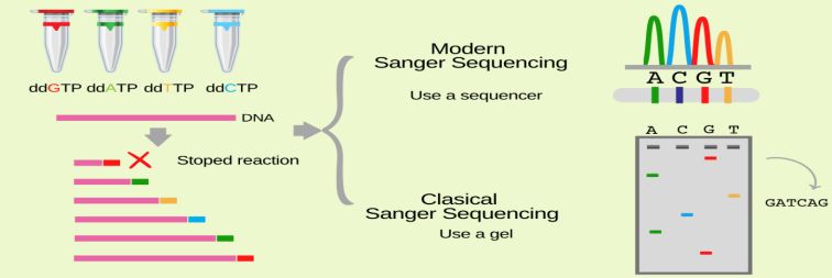 Figure 3. Outline of Sanger Sequencing Procedure. (Saini et al., DNA Sequencing techniques: Sanger to Next Generation Sequencing, 2023)