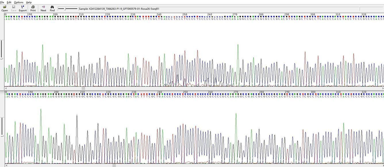 Sanger sequencing result of a 240–260bp high GC content structure.