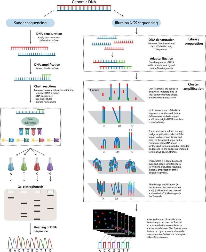 Sanger sequencing VS. NGS technologies.