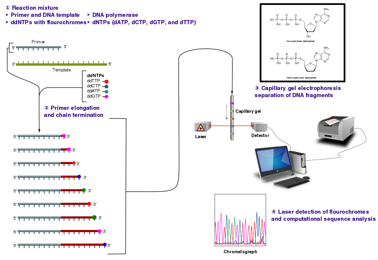 The Sanger (chain-termination) method for DNA sequencing