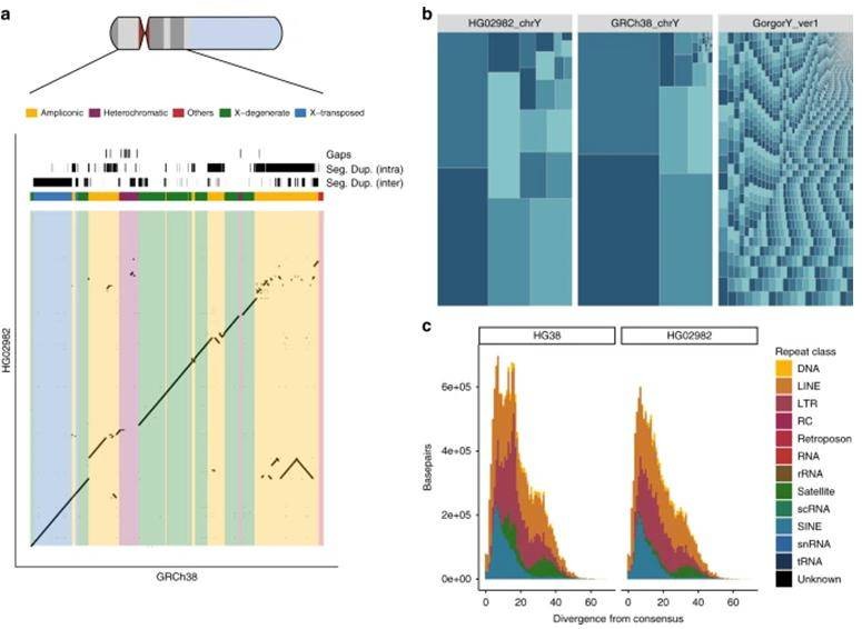 Figure 2. Assembly of the Human Y Chromosome (Kuderna L F K et al., 2019)