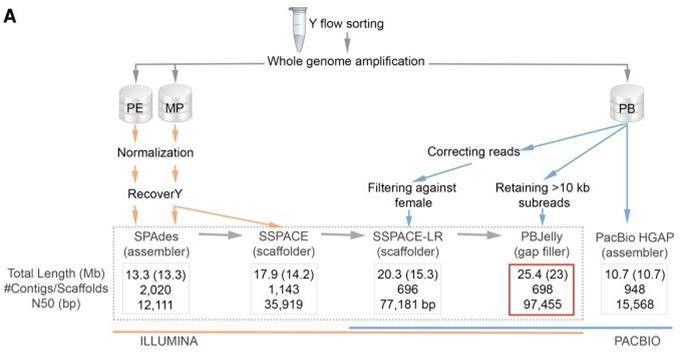 Figure 1. Workflow utilized for Gorilla Y Chromosome assembly (Tomaszkiewicz M et al., 2016)