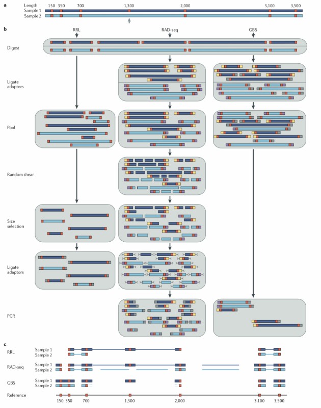 GBS vs. RAD-Seq: Principles, Applications, and Optimization in Modern Genomics