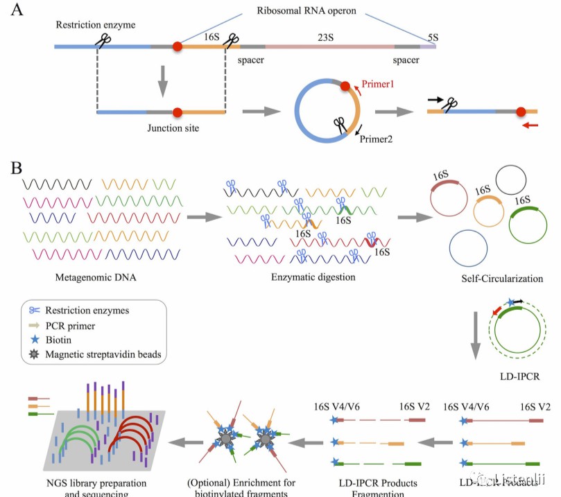 16S rRNA variable region and flanking protein-coding genes captured using RAD-Seq (Zhang et al., 2016)