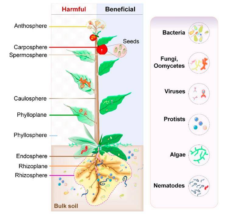 Microbiome in plant ecosystem.