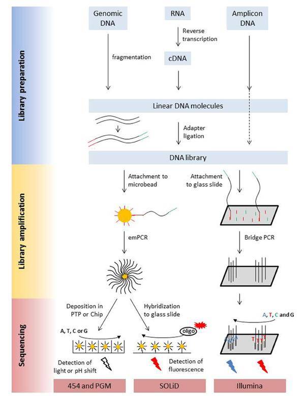 The library preparation and sequencing process of next generation sequencing platforms.