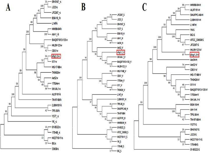 Whole Genome Sequencing and Virulence Analysis