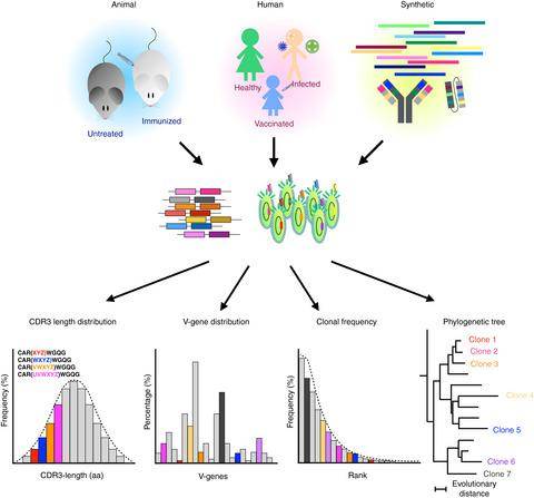 Quality control of recombinant antibody repertoires by high-throughput sequencing.