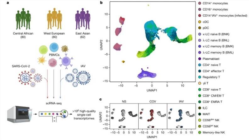 Single-Cell Data Unveiling the Complexity of Immune Responses to SARS-CoV-2