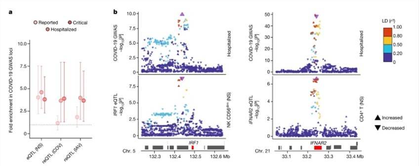 eQTLs and reQTLs contribute to COVID-19 risk.