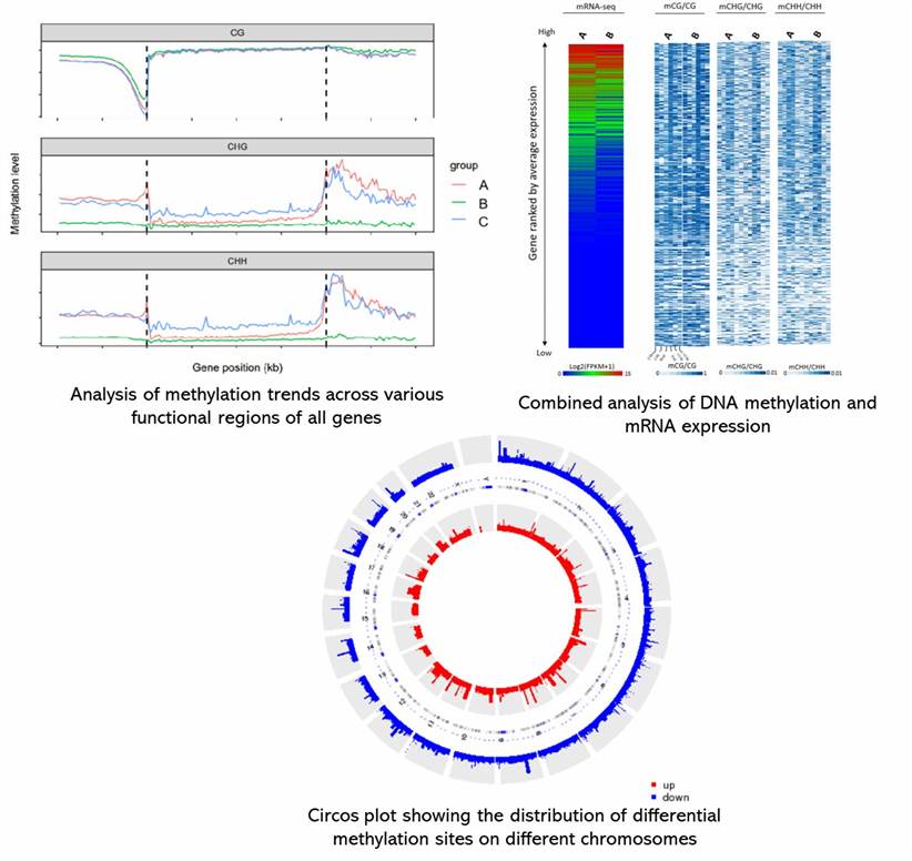 The Single-cell DNA Methylation Sequencing Results Display Figure.
