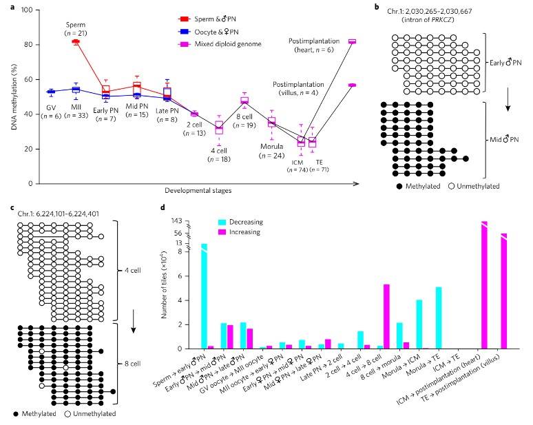 Fig. 1. Patterns of de novo methylation in early human embryos. (Zhu et al., Single-cell DNA methylome sequencing of human preimplantation embryos, 2018)