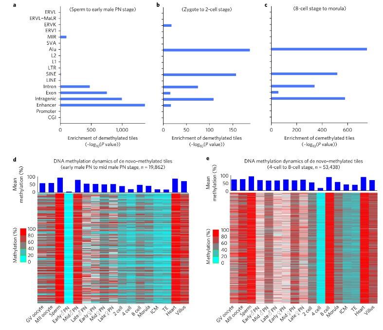 Fig. 2. Dynamics of DNA methylation in de novo-methylated regions and analysis of demethylation region enrichment. (Zhu et al., Single-cell DNA methylome sequencing of human preimplantation embryos, 2018)